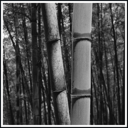 Consciousness Without Preconceptions 2