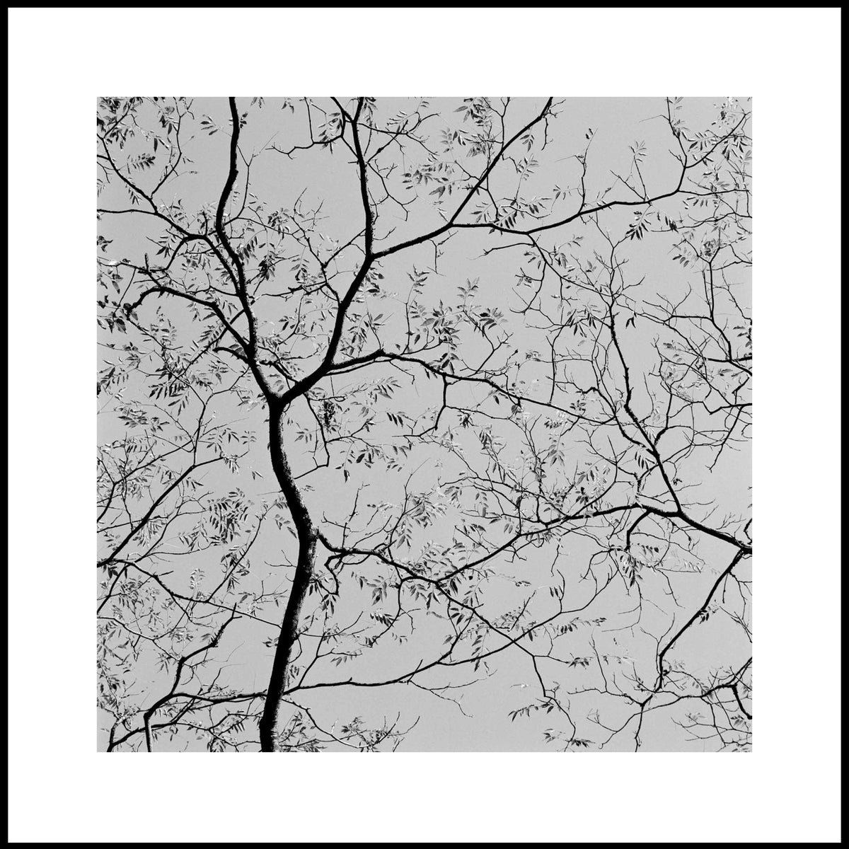 Spirit, Tranquility, and Landscape 38