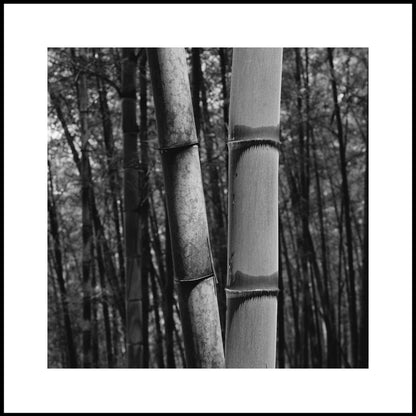 Consciousness Without Preconceptions 2