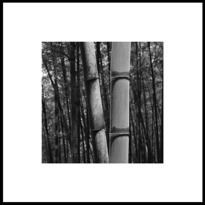 Consciousness Without Preconceptions 2