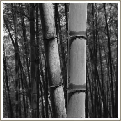 Consciousness Without Preconceptions 2