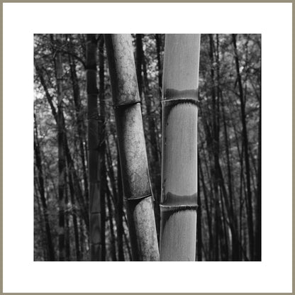 Consciousness Without Preconceptions 2