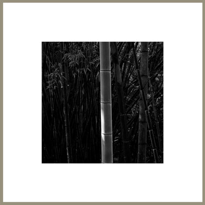 Consciousness Without Preconceptions 1